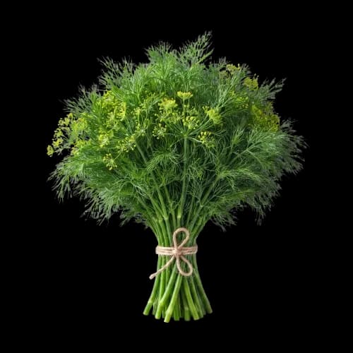 Frischer Dill